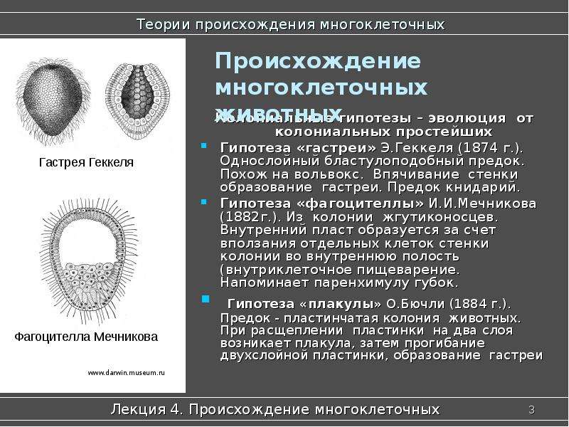 Презентация происхождение животных