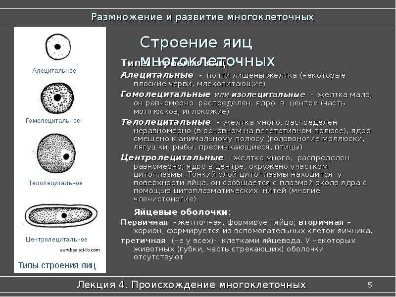 Презентация происхождение животных