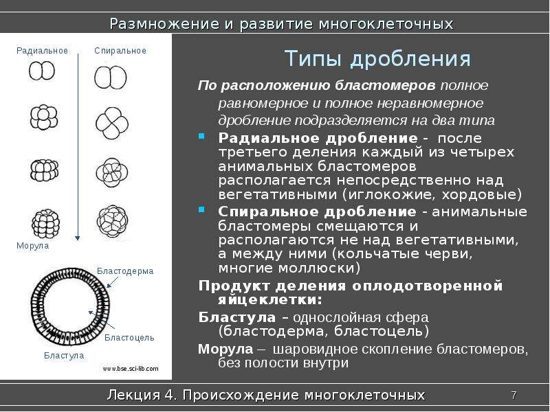 Неравномерное дробление