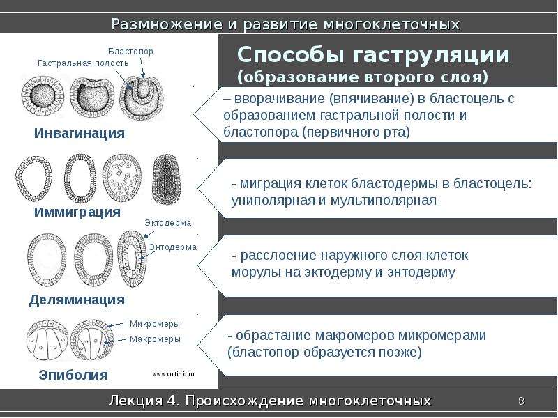 Презентация происхождение животных