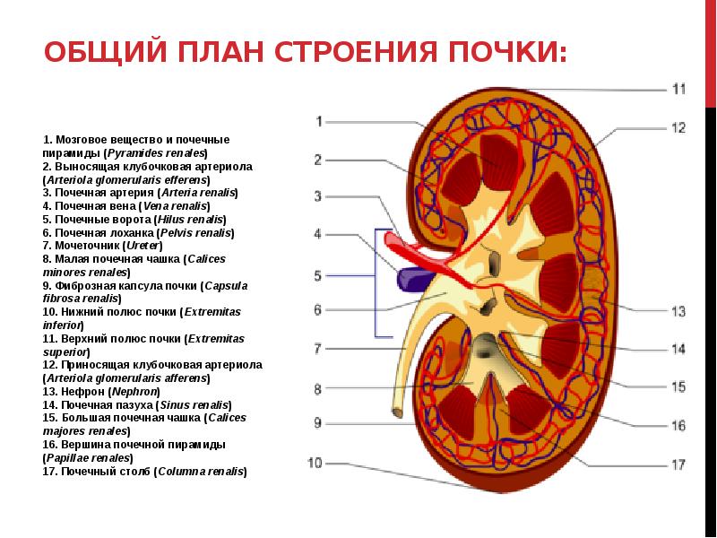 Общий план строения почки