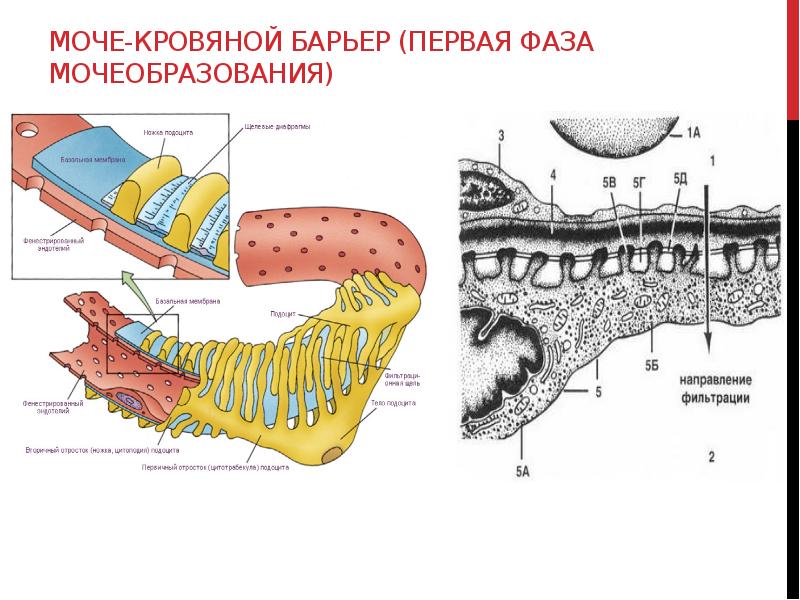 Схема мочекровяного барьера