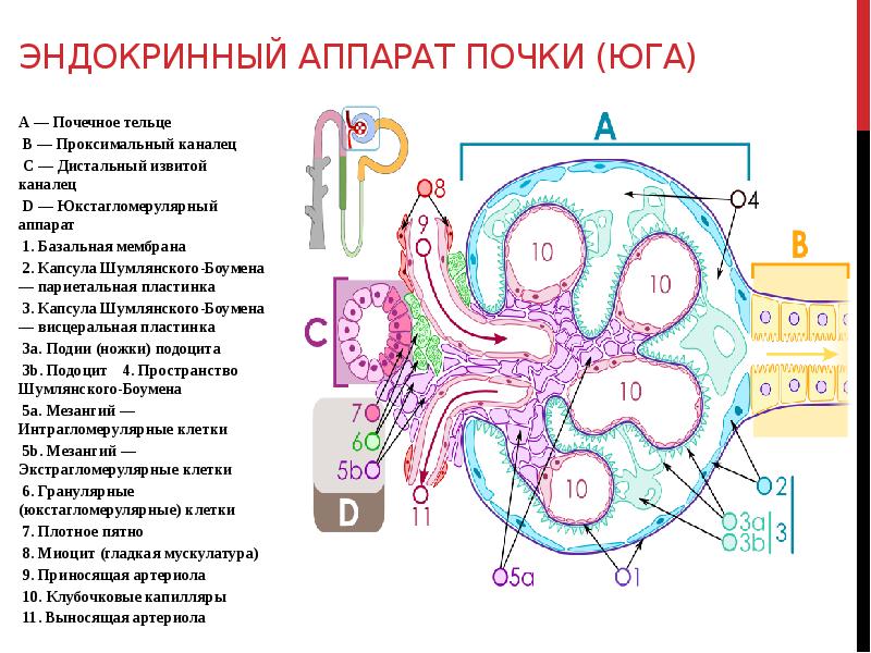 Почки схема канальцев