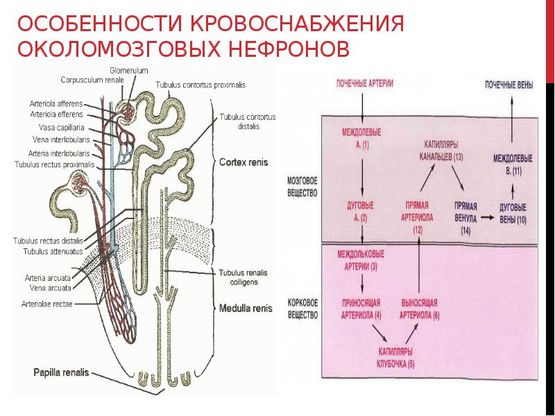 Схема кровообращения почек