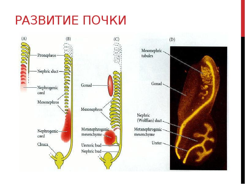 3 типа почек