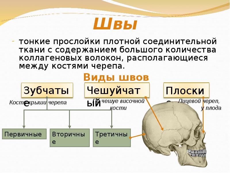 Все кости черепа соединены друг с другом. Соединения костей черепа анатомия швы. Швы черепа Тип соединения. Швы черепа анатомия.