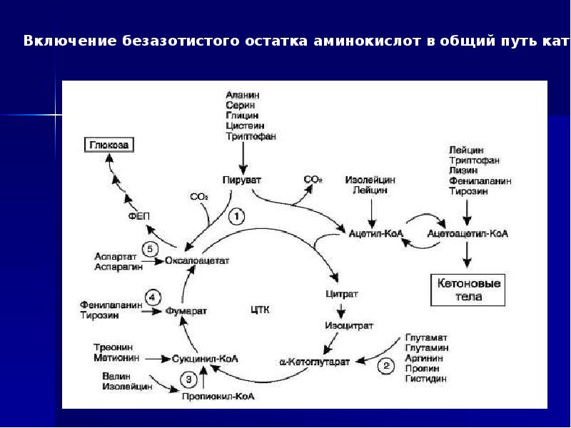 Биологические функции аминокислот. Функции аминокислот в организме. Функции аминокислот. Функции роль аминокислот в организме человека. Функция аминокислот 9 класс.