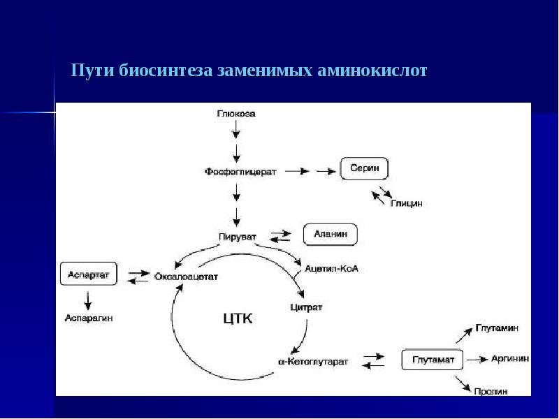 Схема синтеза заменимых аминокислот биохимия