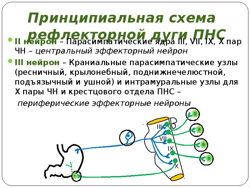 Проект на тему морфология