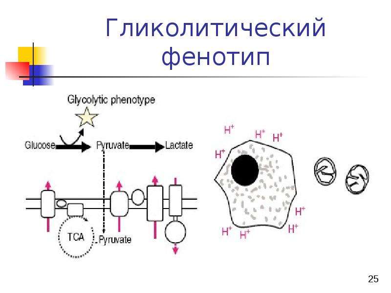 Биохимия мышц презентация