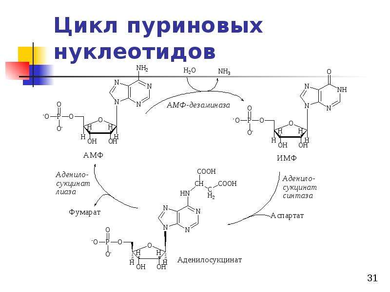 Биохимия мышечной ткани презентация