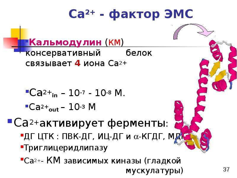 Презентация биохимия мышечного сокращения