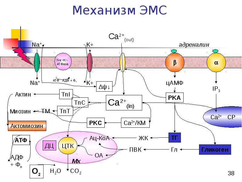 Биохимия мышечной ткани презентация