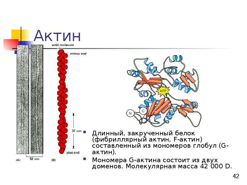 Актин ткань. Структура актина биохимия. Актин белок структура. Белок актин биохимия. Актин глобулярный белок.