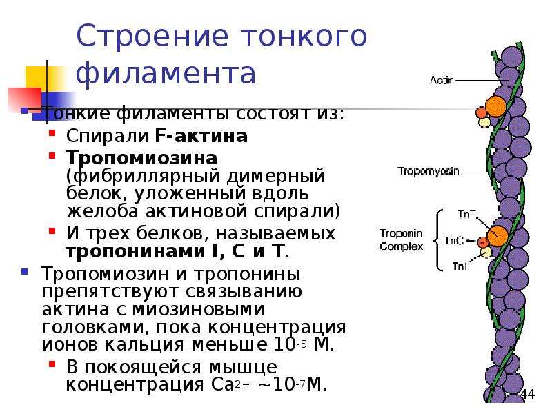 Биохимия мышечной ткани презентация