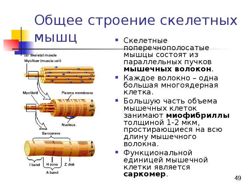 Биохимия мышечной ткани презентация