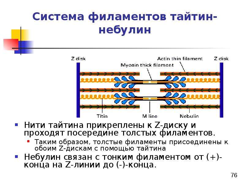 Биохимия мышечной ткани презентация