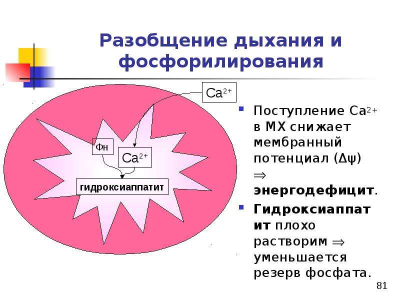 Разобщение дыхания и фосфорилирования. Разобщение дыхания и фосфорилирования биохимия. Что такое разобщение дыхательного фосфорилирования ?. Разобщение это.