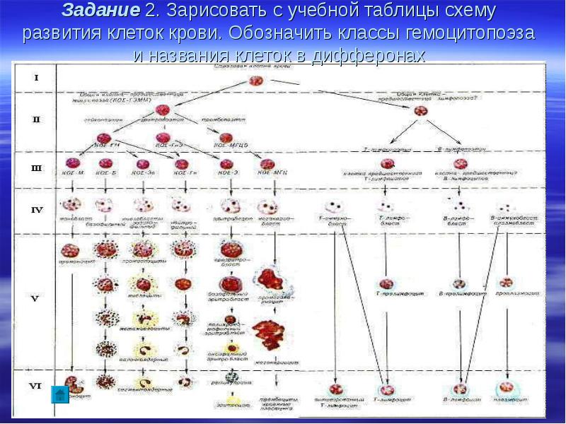 Какой класс схемы кроветворения содержит унипотентные клетки