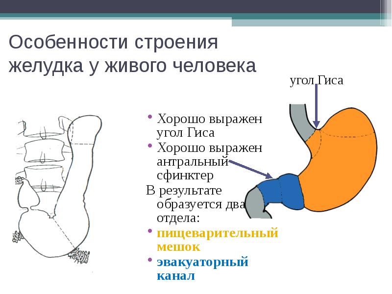 Желудок особенности строения