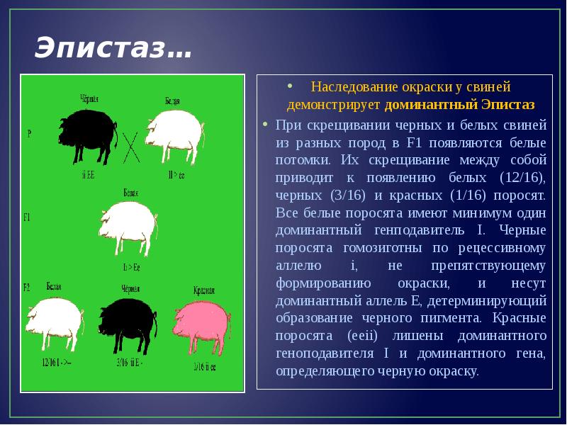 При скрещивании черного и белого