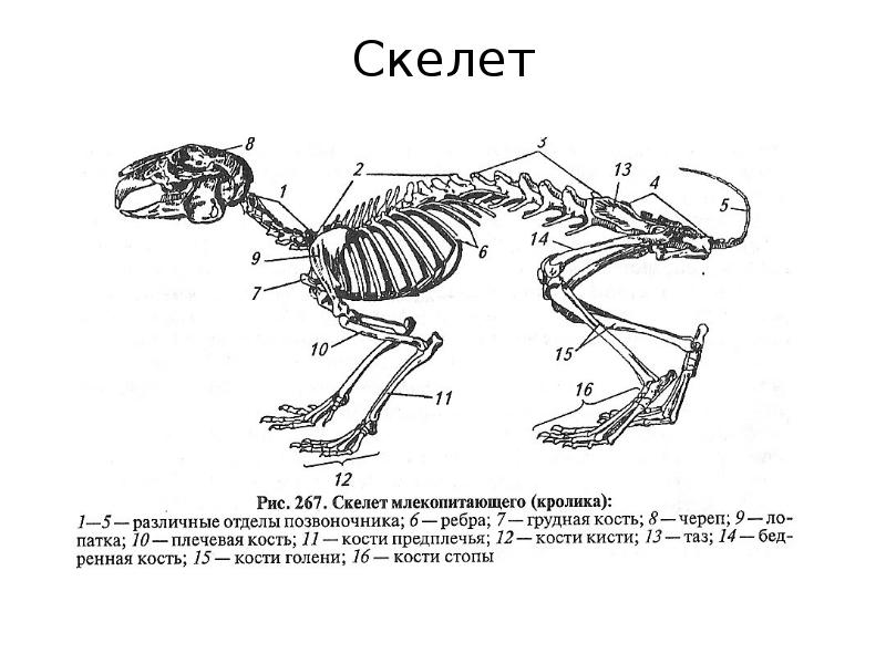 Исследование особенностей скелета млекопитающих ответы. Класс млекопитающие скелет. Млекопитающие примеры. Диафрагма млекопитающих. Тема класс млекопитающие Mammalia внешнее строение.