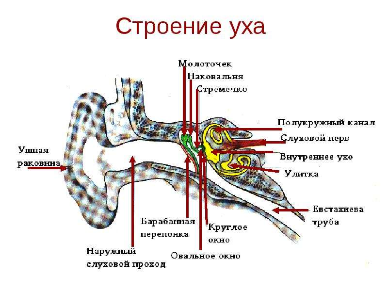 1 какой цифрой на рисунке обозначена часть слухового анализатора усиливающая звуковые колебания