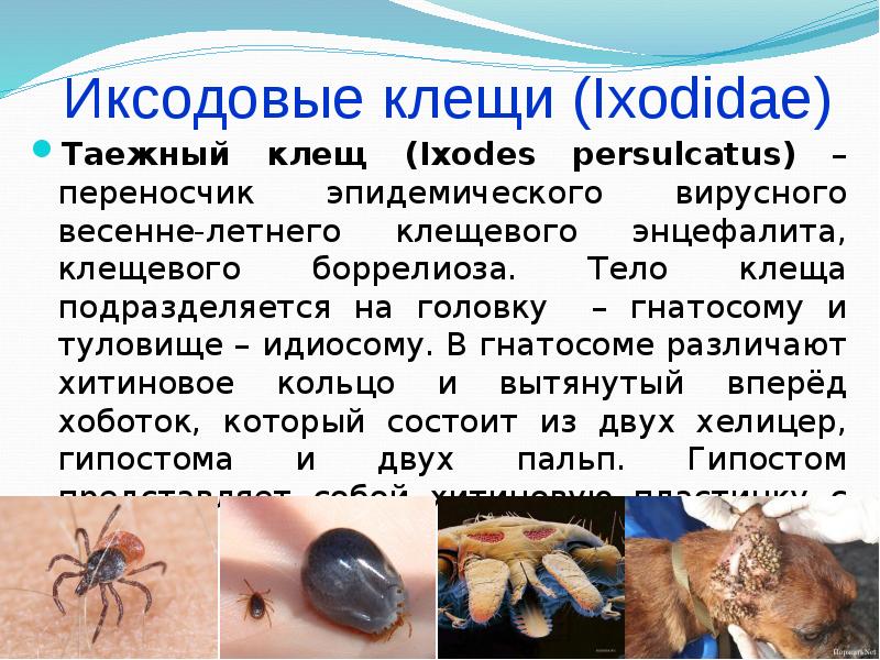 Иксодовые клещи переносчики