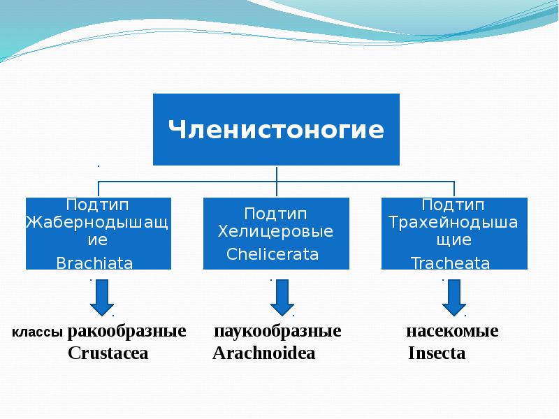 Тип членистоногие подтипы