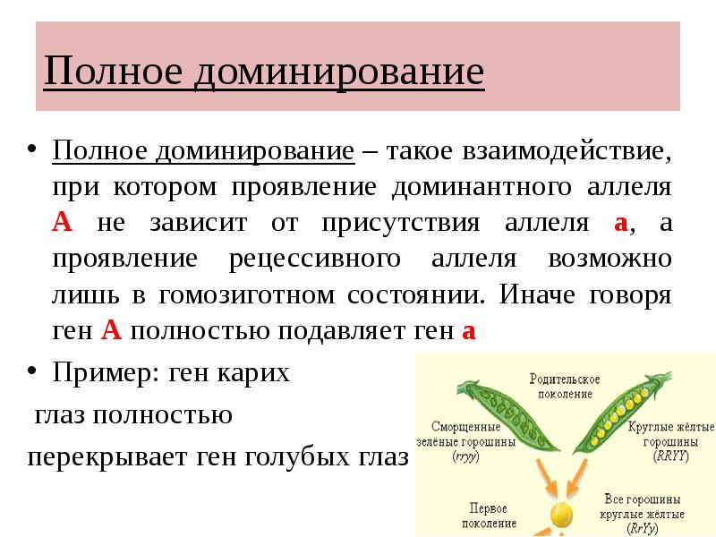 Презентация взаимодействие неаллельных генов 10 класс презентация