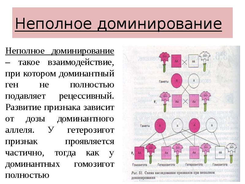 Презентация доминантные и рецессивные признаки у человека 10 класс профильный уровень