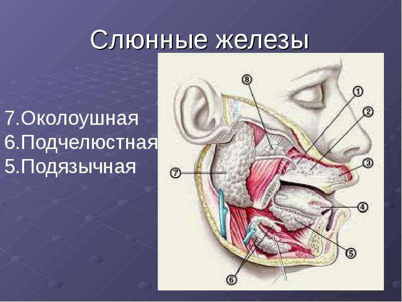 Слюнные железы где находятся у человека схема расположения женщин фото