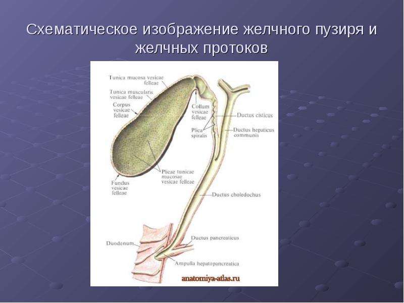 Стенд в желчный проток. Ductus choledochus communis. Главный желчный проток. Отделы общего желчного протока. Протоки пищеварительных желез.