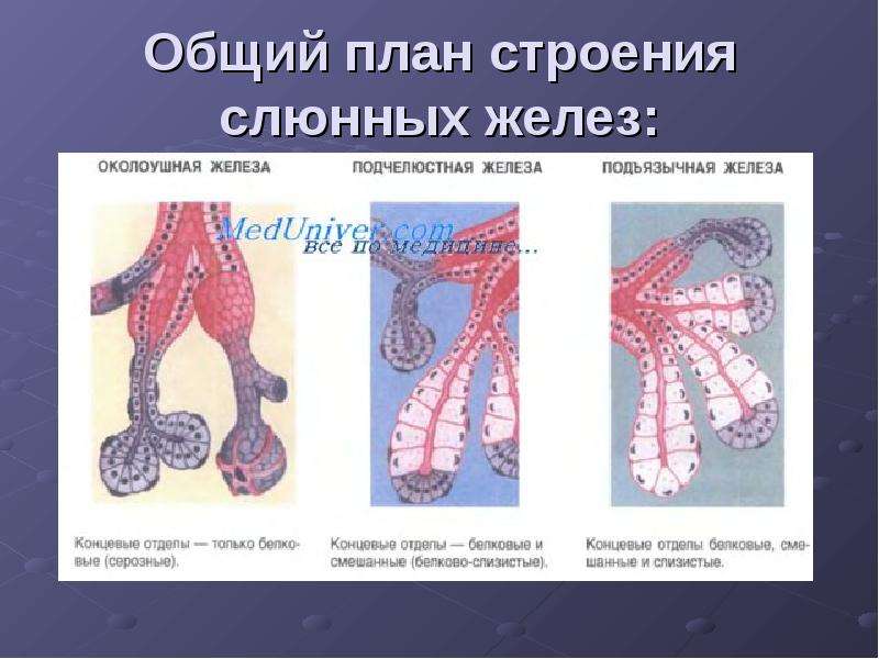 Околоушная слюнная железа гистология рисунок