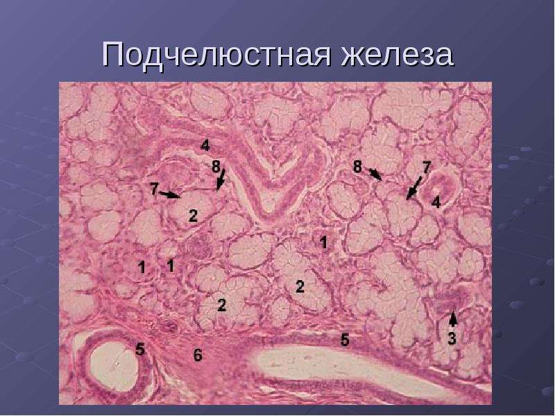 Подчелюстная железа. Поднижнечелюстная железа гистология. Подчелюстная слюнная железа гистология. Подчелюстная железа гистология препарат. Поднижнечелюстная слюнная железа гистология препарат.