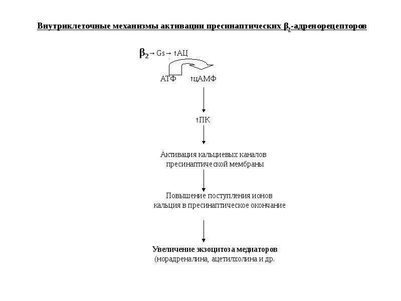 Адреномиметики фармакология презентация