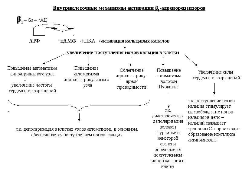 Презентация адреномиметики по фармакологии