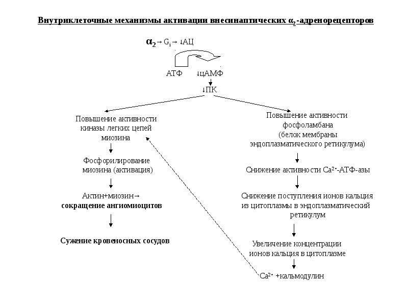 Адреномиметики фармакология презентация