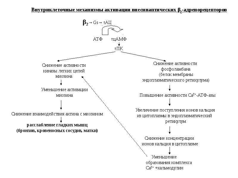 Презентация адреномиметики по фармакологии