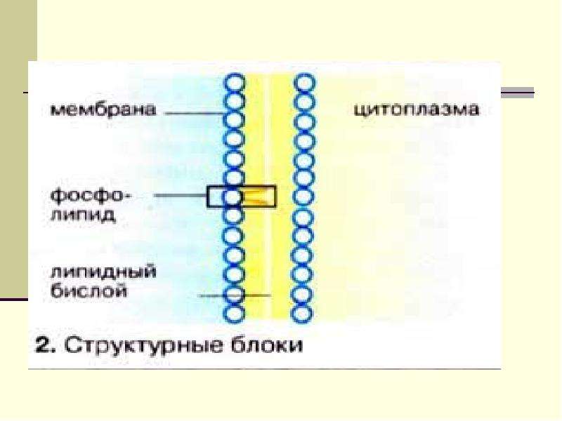 Липиды биохимия презентация