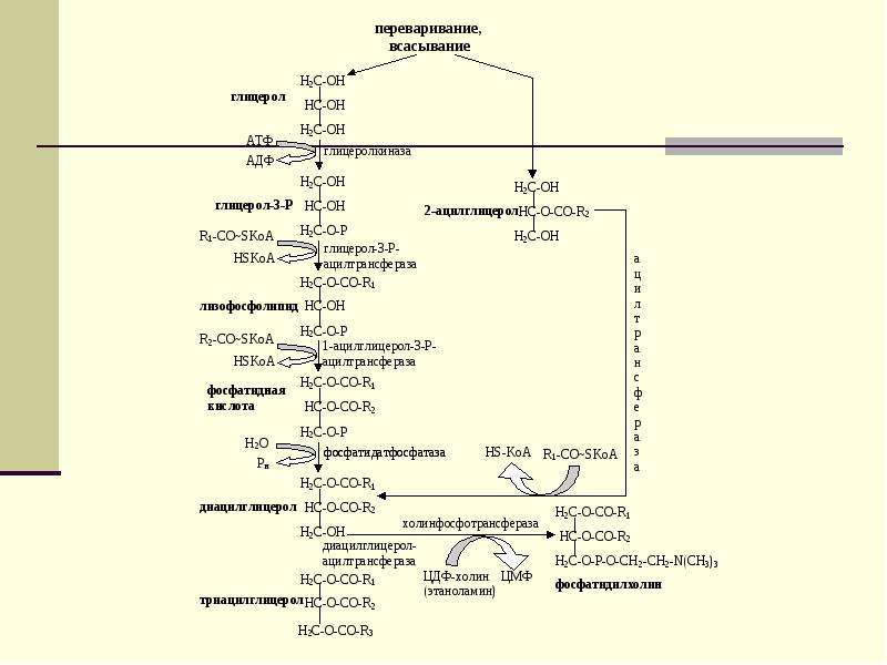 Схема полного расщепления глицерола