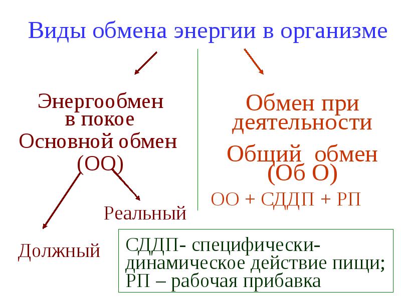 Обмен веществ в покое