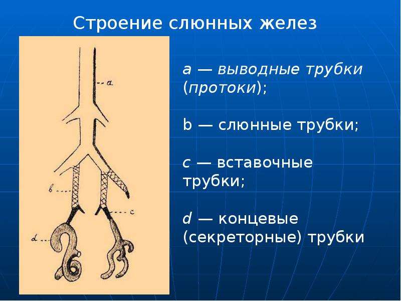 Заболевания слюнных желез у детей презентация