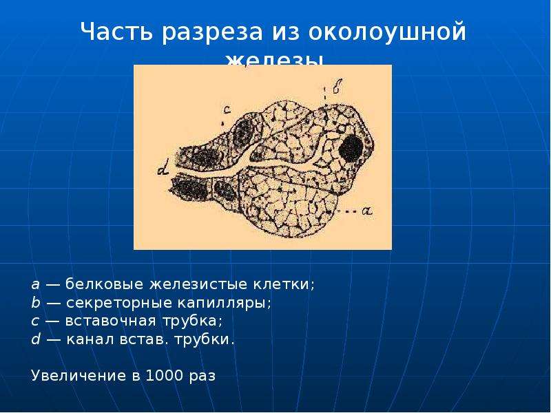 Реактивно дистрофические заболевания слюнных желез презентация