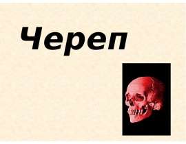 Череп