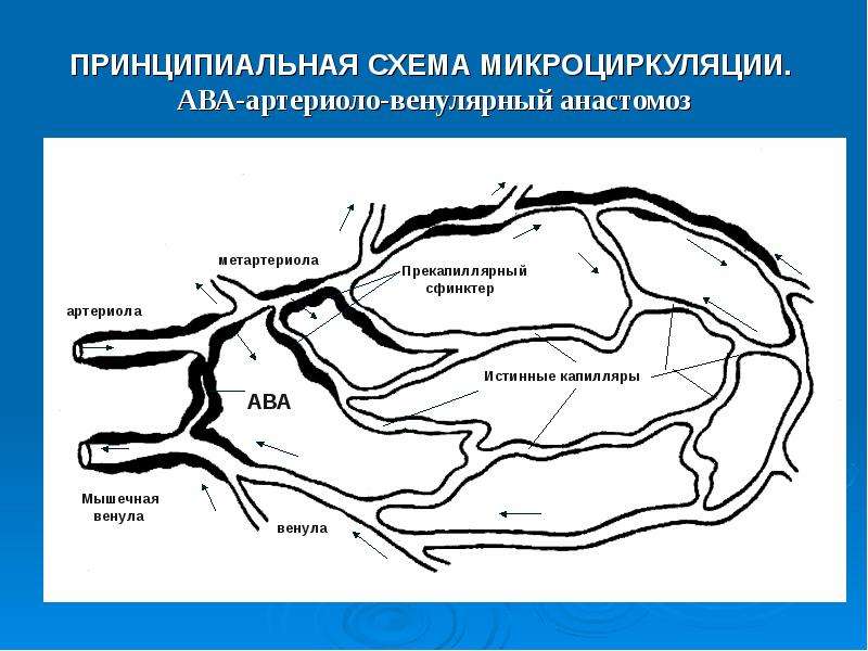 Артериоло венулярный анастомоз строение стенки