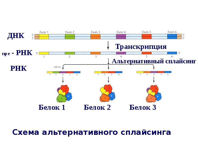 Сплайсинг рнк у эукариот. Альтернативный сплайсинг схема. Схема альтернативного сплайсинга. Белковый сплайсинг. Сплайсинг белка.