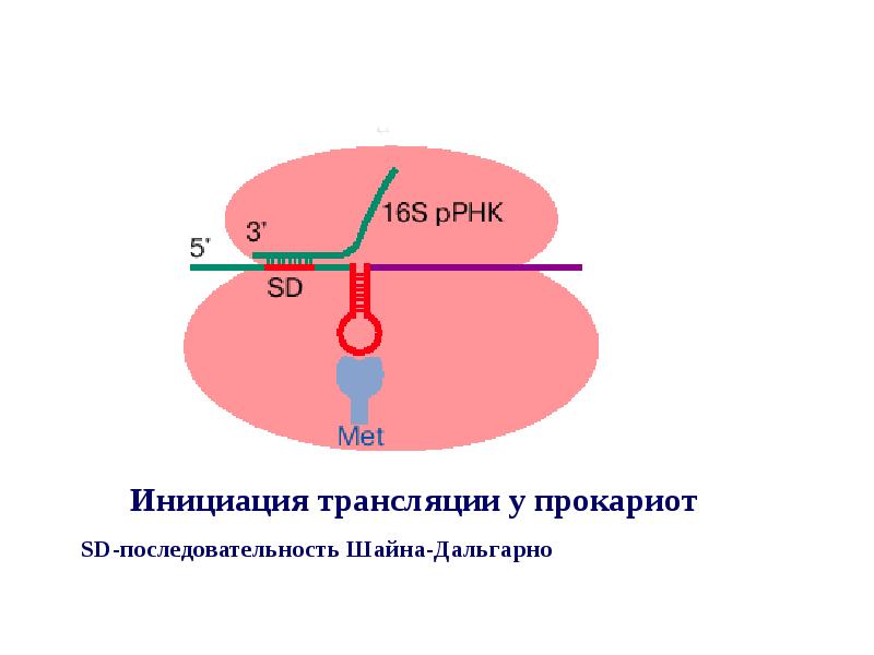 Полицистронная рнк. Последовательность Шайна-Дальгарно. Последовательность Шайна Дальгарно у прокариот. РНК последовательность Шайна Дальгарно. Полицистронная МРНК.