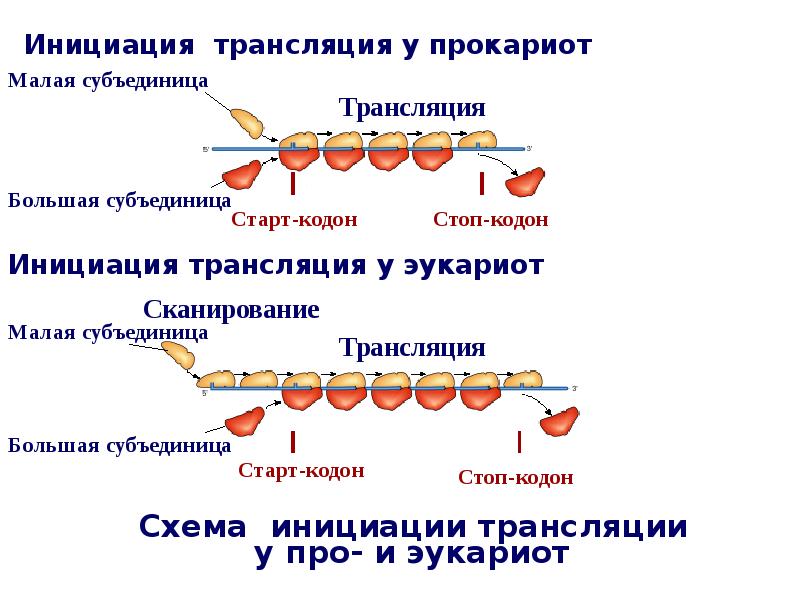 Трансляция презентации сони