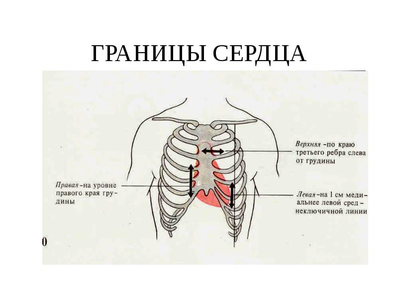 Края на верхней и нижней. Сердце в грудной клетке анатомия. Границы сердца анатомия. Границы относительной тупости сердца анатомия. Правая граница сердца анатомия.